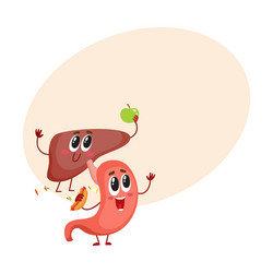 cute and funny smiling human stomach liver vector image