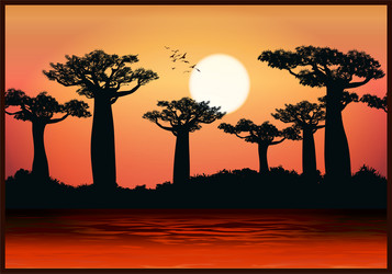 baobab trees vector image