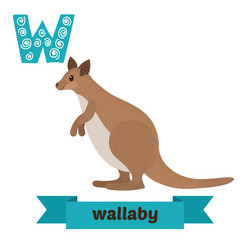 wallaby w letter cute children animal alphabet vector image