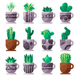 cactus cacti mexican plant potted collection set vector image