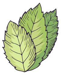 herbal element mint leaves healthy botany icon vector image