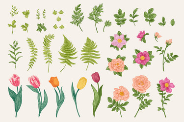 set flowers and leaves colorful vector image