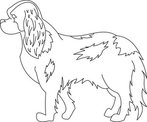 King cavalier charles spaniel vector