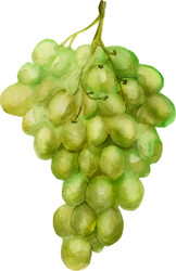 Green grape vector