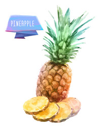 pineapple hand drawn watercolor on a white vector image