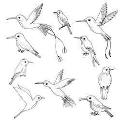 set of hummingbirds vector image