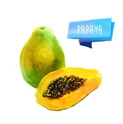 papaya hand drawn watercolor on a white vector image