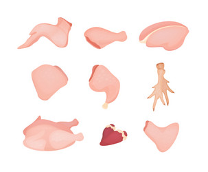 Set colored chicken meat vector