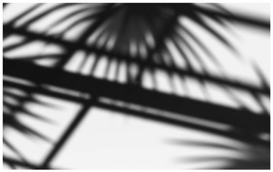 palm branches and architectural elements shadows vector image