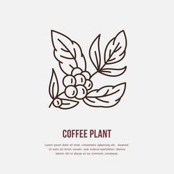 line icon of coffee tree plant vector image