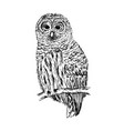 owl sketch hand drawn vector image