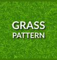 green grass seamless pattern vector image