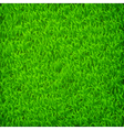 grass vector image