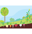 garden in spring with vegetables vector image