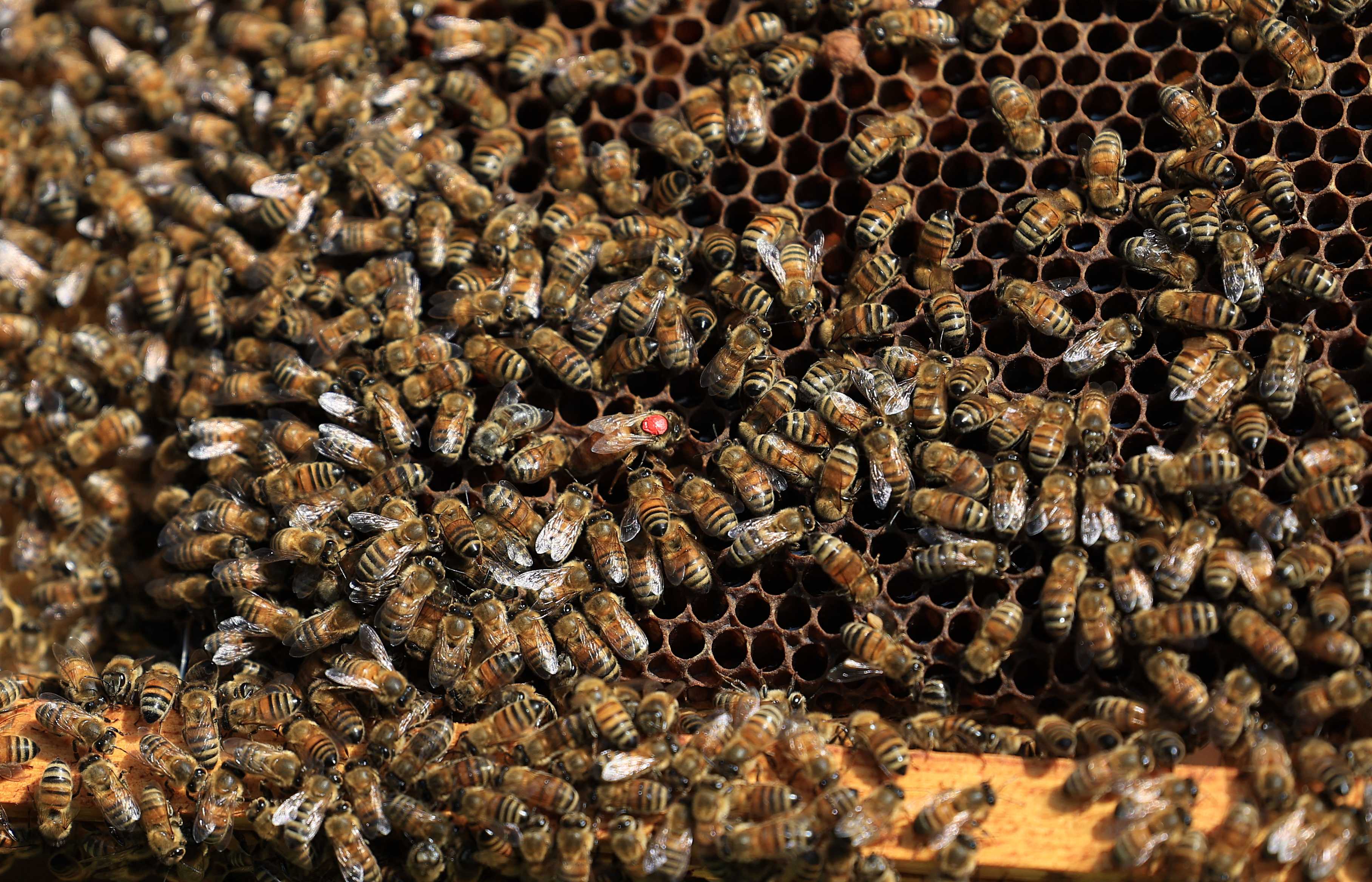 A beehive with a queen bee surrounded by honey bees.