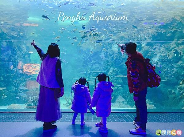 ★澎湖★ 澎湖水族館，超美海底隧道和精彩餵食秀 (附活動時間表和行程安排推薦)