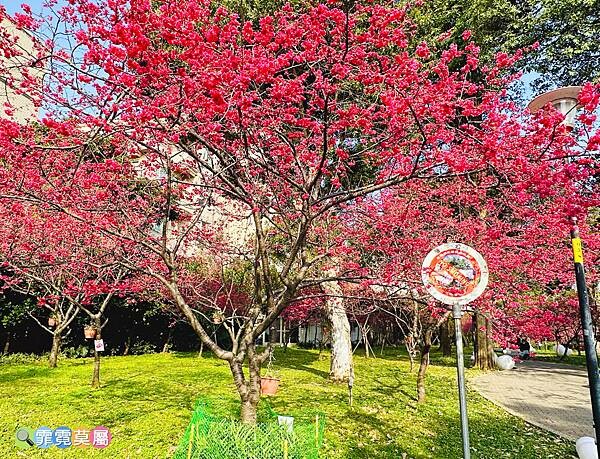 ★桃園景點★ 莒光環保公園，平地就有超美賞櫻點，八重櫻滿開了