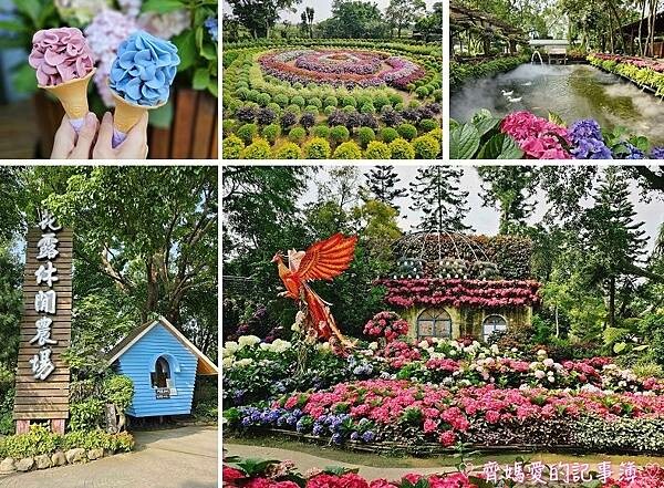 苗栗卓蘭．花露農場 Flower Home (繡球花季)