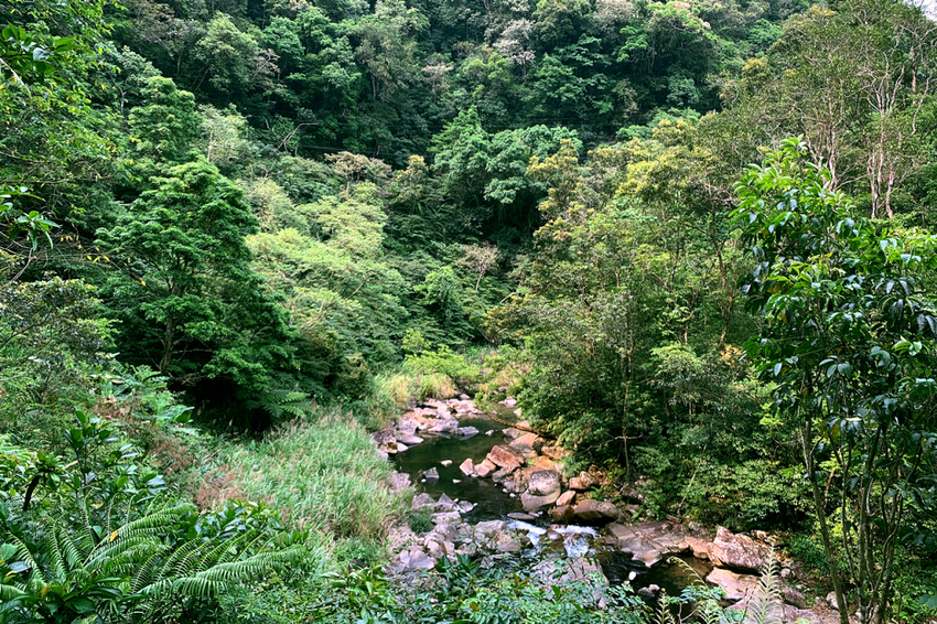 新北坪林｜金瓜寮魚蕨步道｜夏日親水野溪小徑