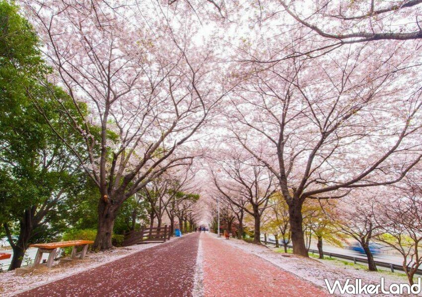 燦星旅遊 釜山賞櫻包機/ WalkerLand窩客島整理提供 未經許可不可轉載。