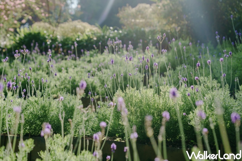 薰衣草森林 2024薰衣草節「花薰之時」  / WalkerLand窩客島整理提供 未經許可，不得轉載