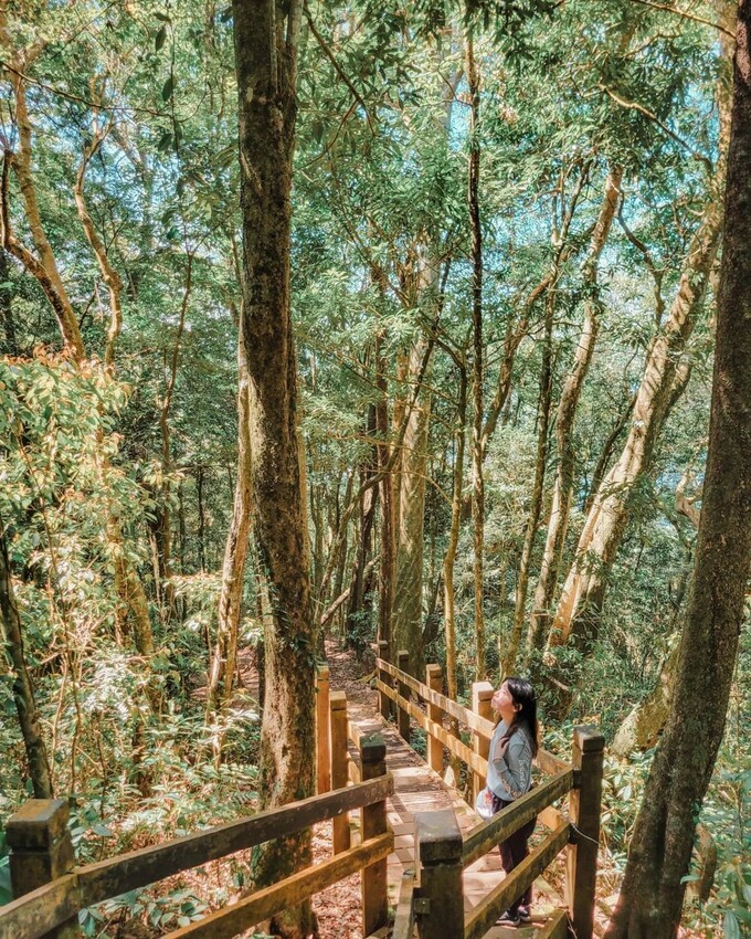  苗栗大湖打卡景點推薦：馬那邦山登山步道/ WalkerLand窩客島整理提供 未經許可不可轉載