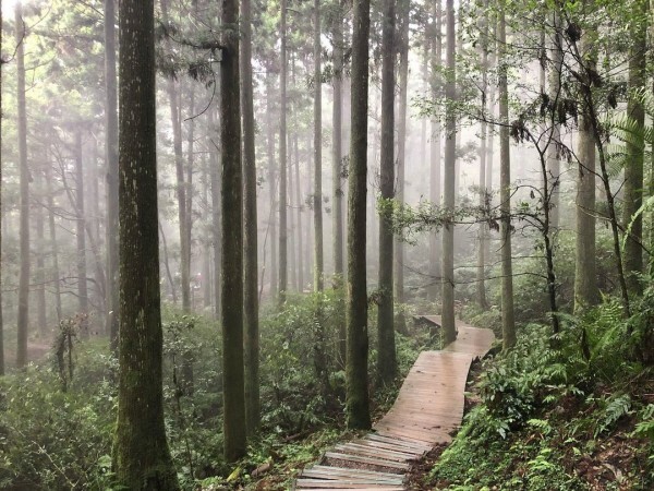  東眼山國家森林遊樂區/ WalkerLand窩客島整理提供 未經許可不可轉載