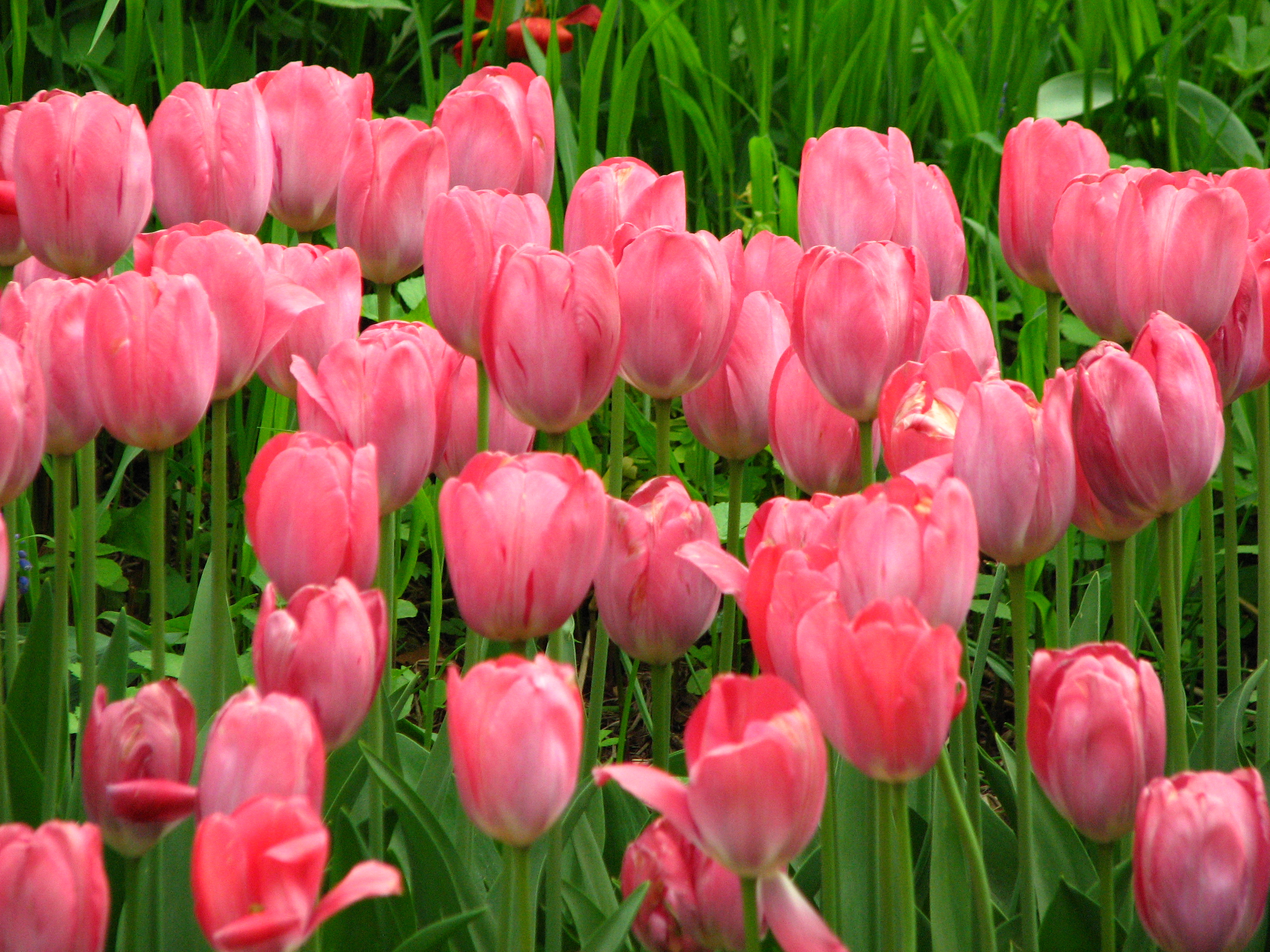 Wallpaper Pink Tulips in Clear Glass Vase Background  Download Free Image