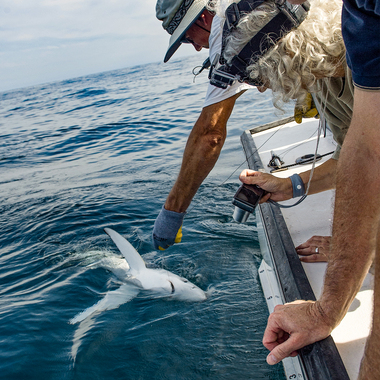 NYA Shark Tagging