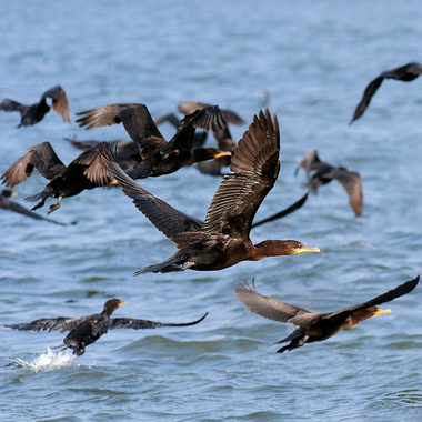 NYA Crested Cormorants