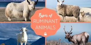 Animals That Are Ruminants