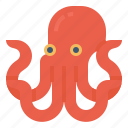 food, aquatic, octopus, marine, animal, sea