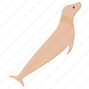 pinniped, sea animal, sea lion, seal, walrus