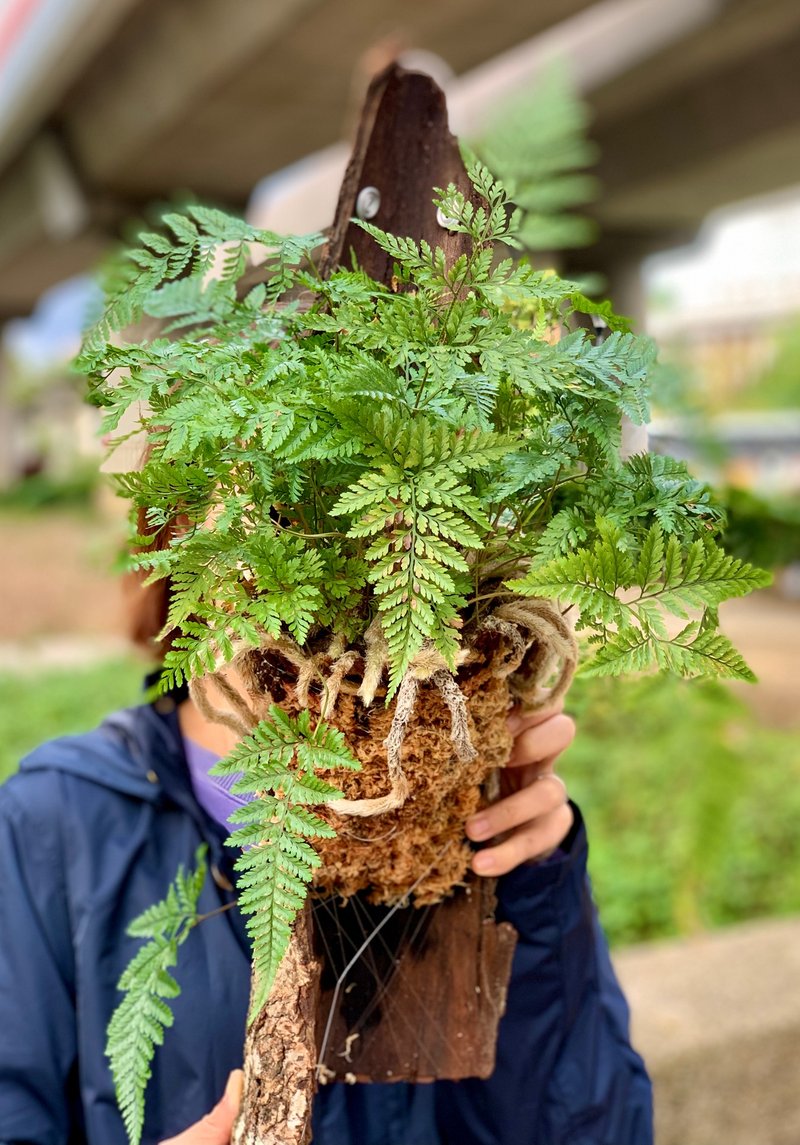 文青植栽兔脚蕨挂板 - 植栽/盆栽 - 植物．花 绿色