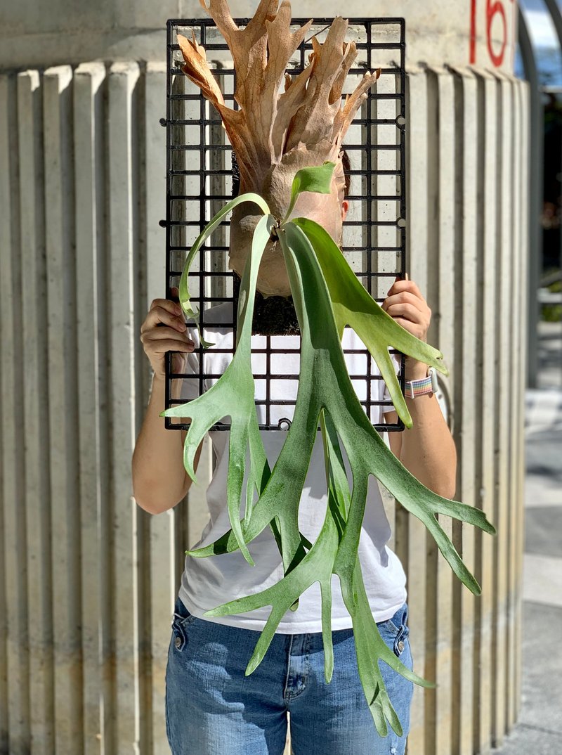 爪哇鹿角蕨美丽上板植物 - 植栽/盆栽 - 植物．花 绿色