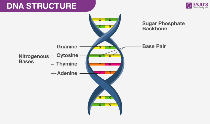 What Is DNA?- Meaning, DNA Types, Structure and Functions (2023)