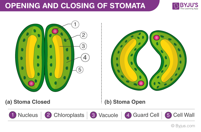 Stomata opening and closure