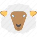 animal, domestic animal, sheep face, sheep wool, white sheep