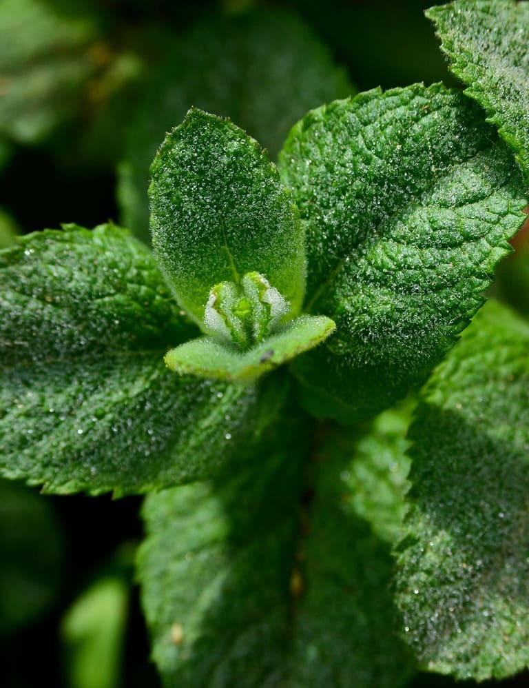 A close up of peppermint