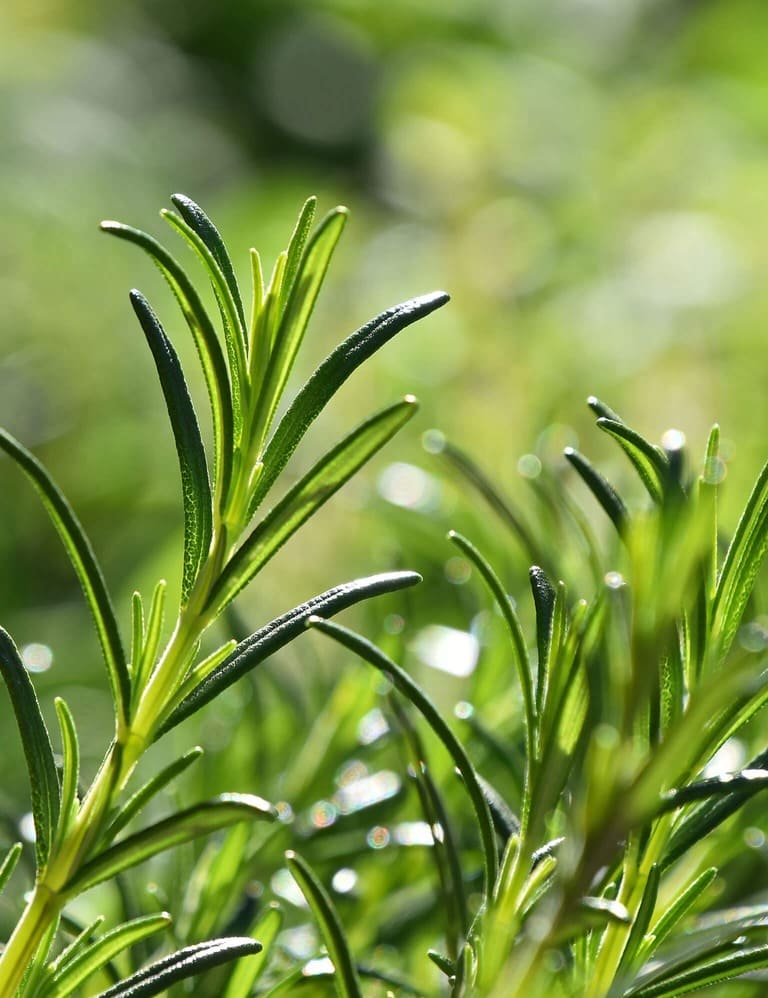 A close up of rosemary