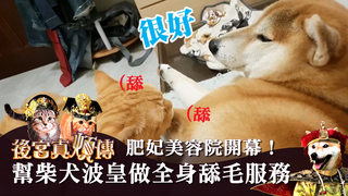 柴可兔斯貓-肥妃美容院開幕！幫柴犬波皇做全身舔毛服務