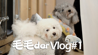 毛毛DerVlog #1 白貴賓MiuMiu與萬歲的神同步XD 淡定Miu變身雪白棉花糖~