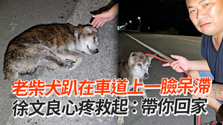 老柴犬趴在車道上一臉呆滯　徐文良心疼救起：帶你回家