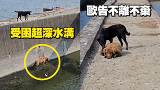 浪犬困超深水溝黑狗岸上嚶叫　徐文良救援：朋友落難不離棄