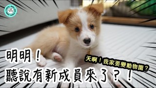 Jessica Law羅明嘉-超療癒金色邊境牧羊犬來嚕