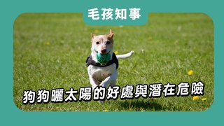 愛寶寵新知-狗狗曬太陽的好處與潛在危險，你了解多少？