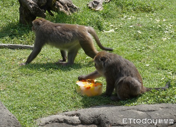 動物園冰品供應。（圖／台北市立動物園提供）