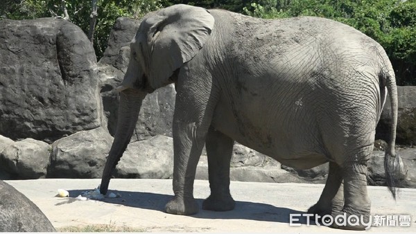 動物園冰品供應。（圖／台北市立動物園提供）