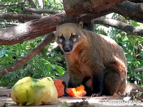 動物園冰品供應。（圖／台北市立動物園提供）