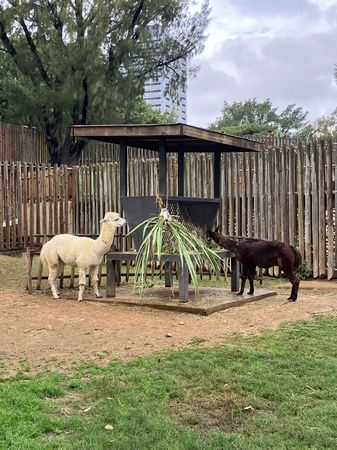 ▲以動物福利為核心落實生命教育 新竹動物園完成逾15項環境優化。（圖／翻攝自新竹市動物園）